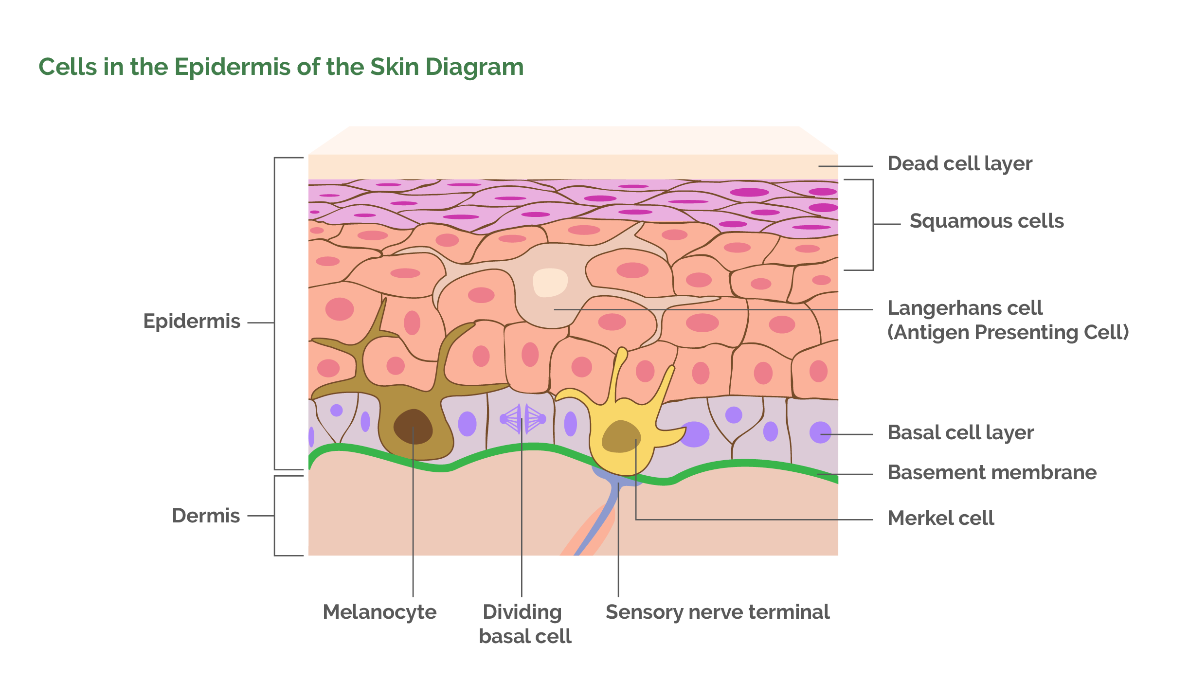 Cells in the Epidermis of the Skin Diagram