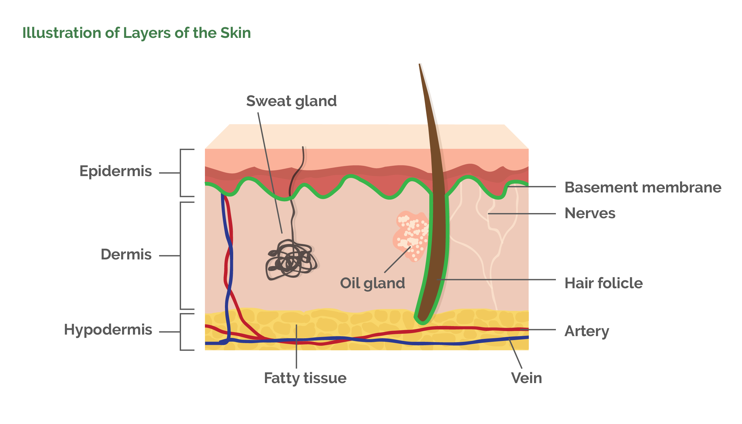 Illustration of Layers of the Skin