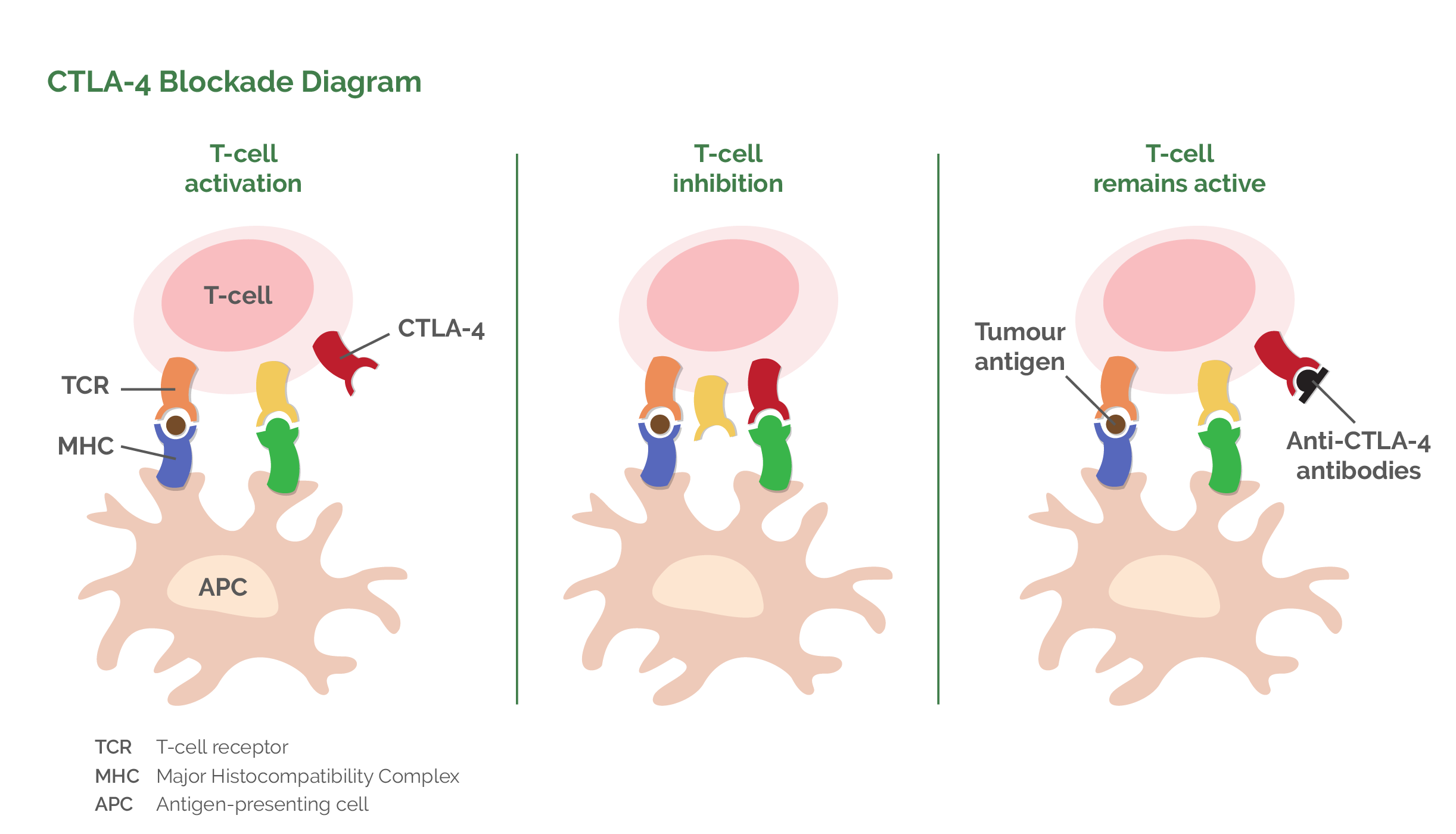 CTLA-4 Blockade Diagram