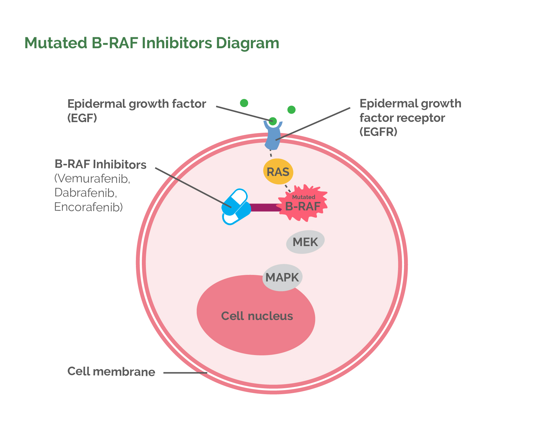 Mutated B-RAF Inhibitors Diagram