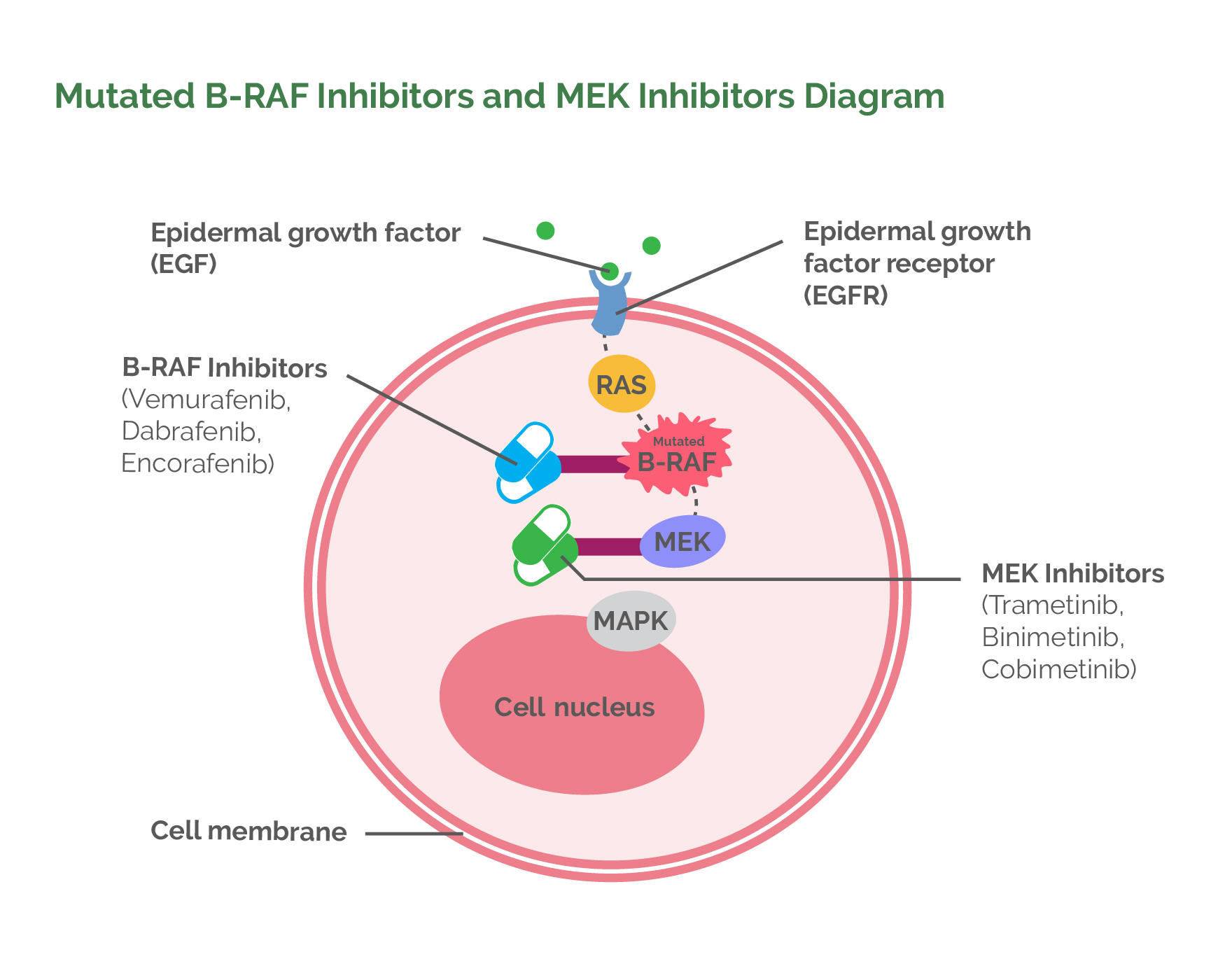 Mutated B-RAF Inhibitors and MEK Inhibitors Diagram