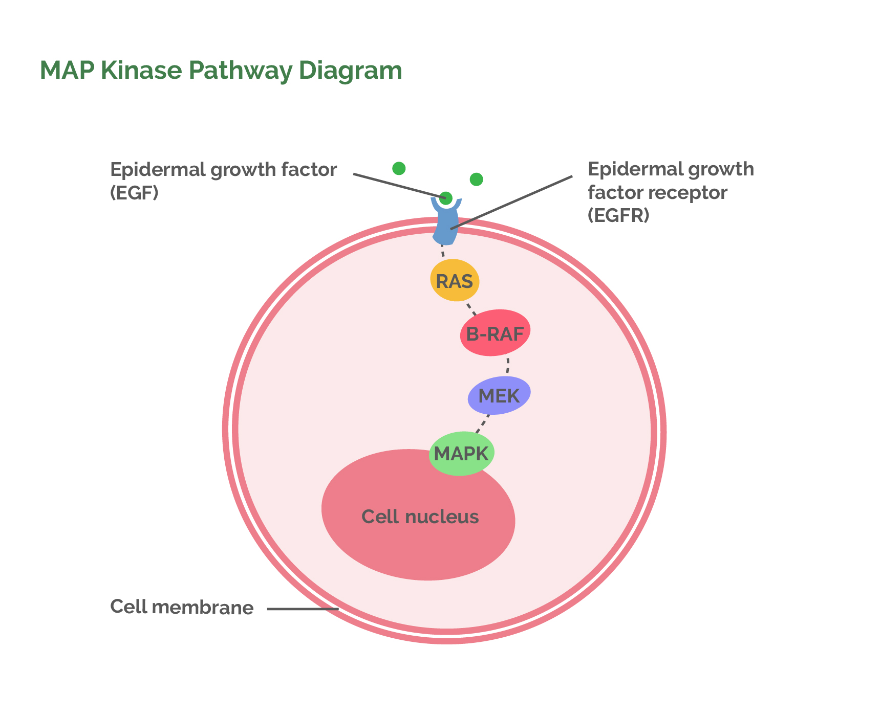 MAP Kinase Pathway Diagram