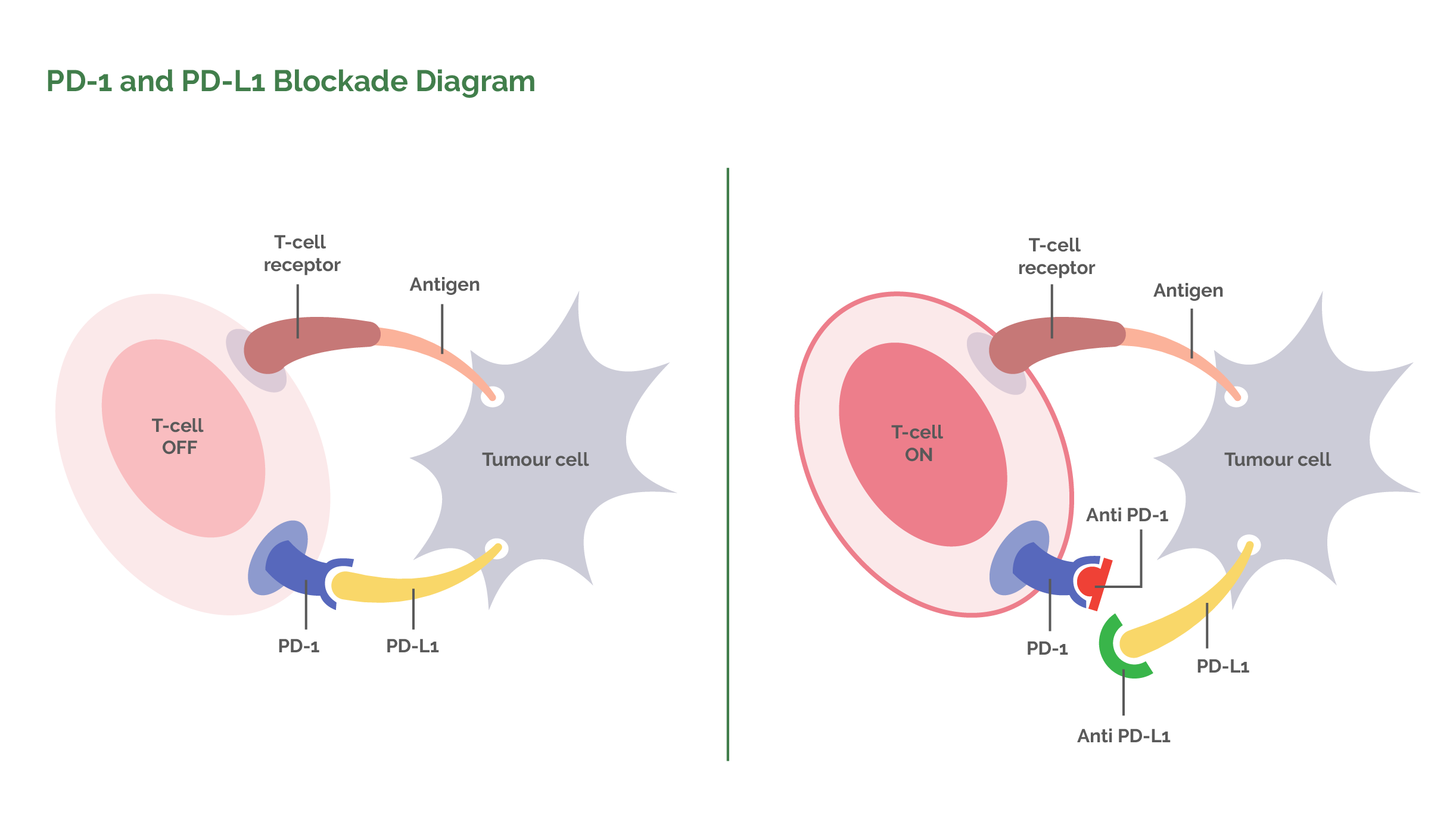 PD-1 and PD-L1 Blockade Diagram